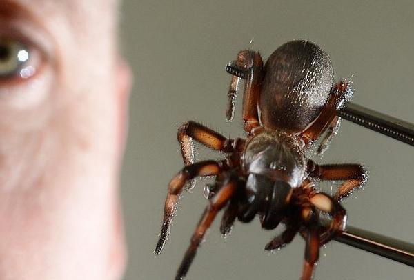 地球上5大最致命的毒蜘蛛黑寡妇仅第四第一被吉尼斯记录认可