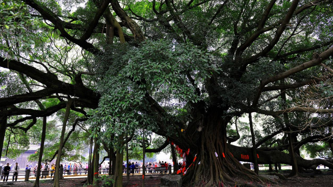 中国最大千年古树,占地1000多平方米,就在广东省!