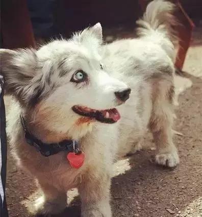 柯基勾搭二哈,串出如此奇葩,专治各种不开心!