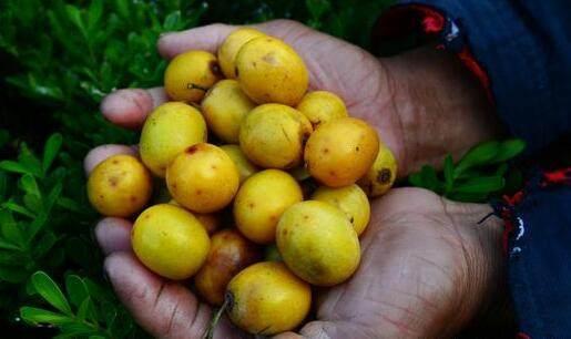 农村才有的这种野果子,看到就口水直流,要掉在地上才能吃!