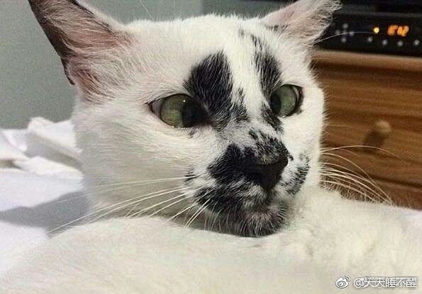 网络上爆红了一只有一双斗鸡眼的猫咪,总是盯着自己脸上对称的花纹