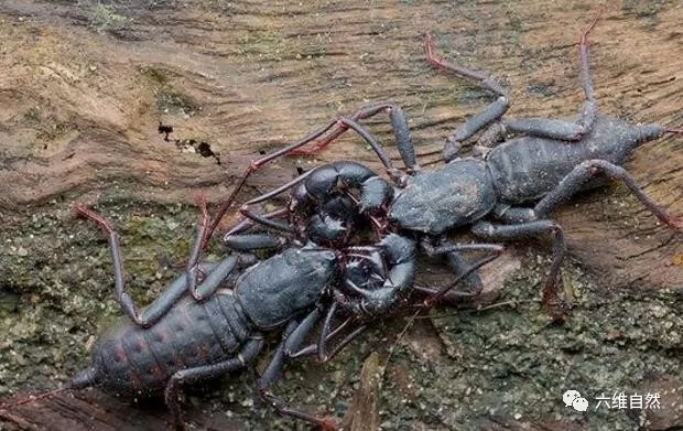 外形长得像蝎子的鞭尾蝎,它并不是真正的蝎子!