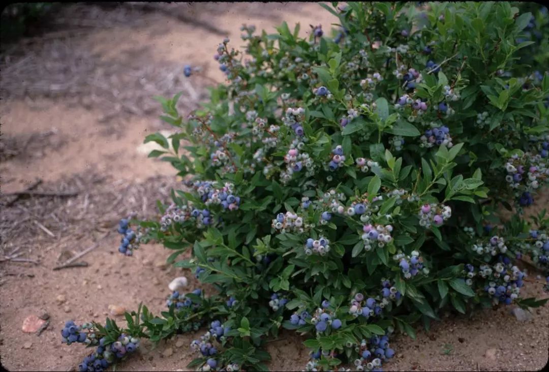 你那里适合栽种哪种蓝莓,让盆栽蓝莓每年都能结果的技巧