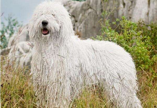 走近狗狗系列之"移动的拖把"——可蒙犬