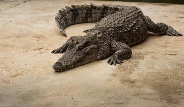 食肉动物里只有狮子能杀死大型鳄鱼?