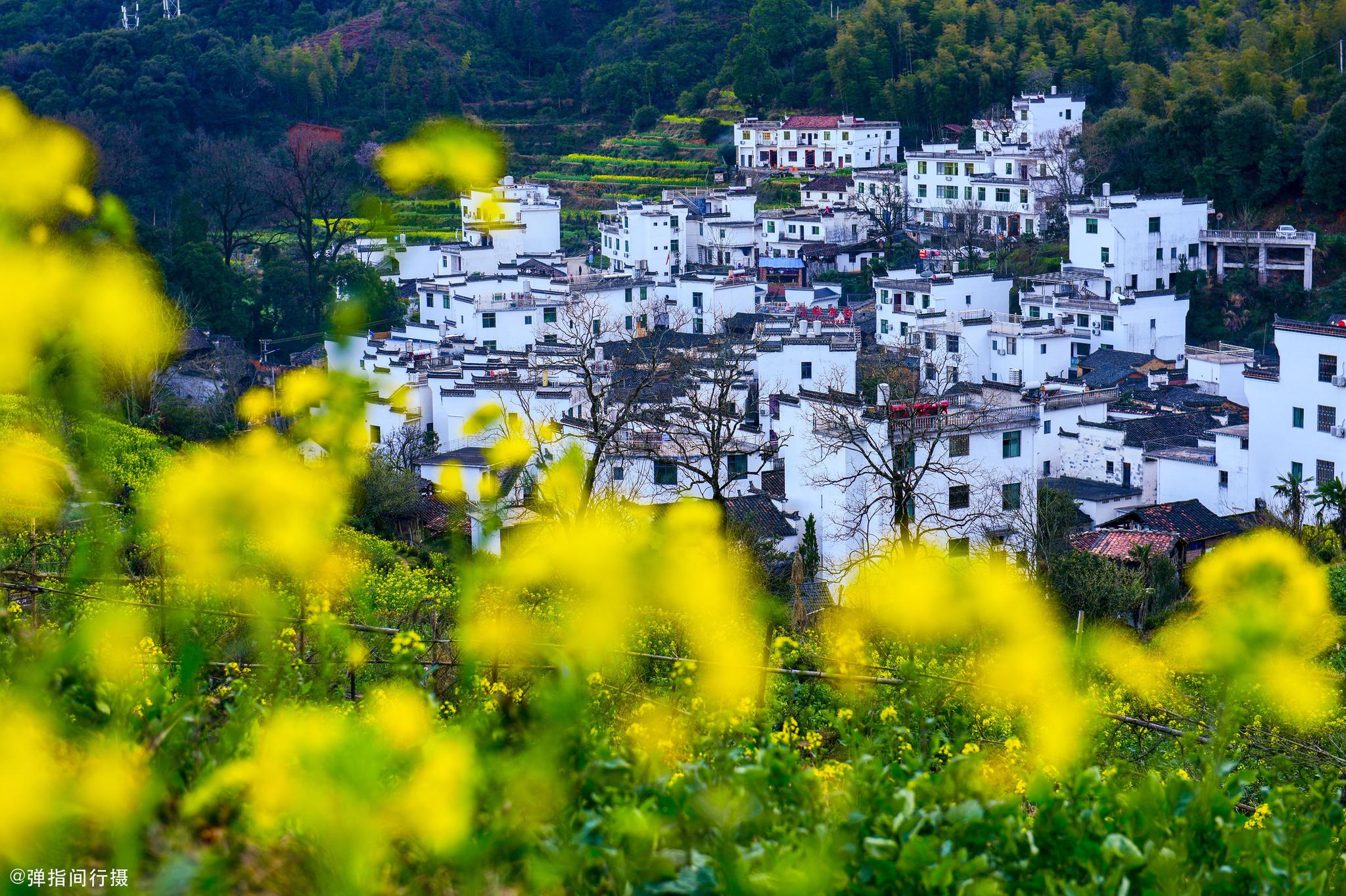 婺源最美春色在哪里江岭万亩油菜花田最迷人