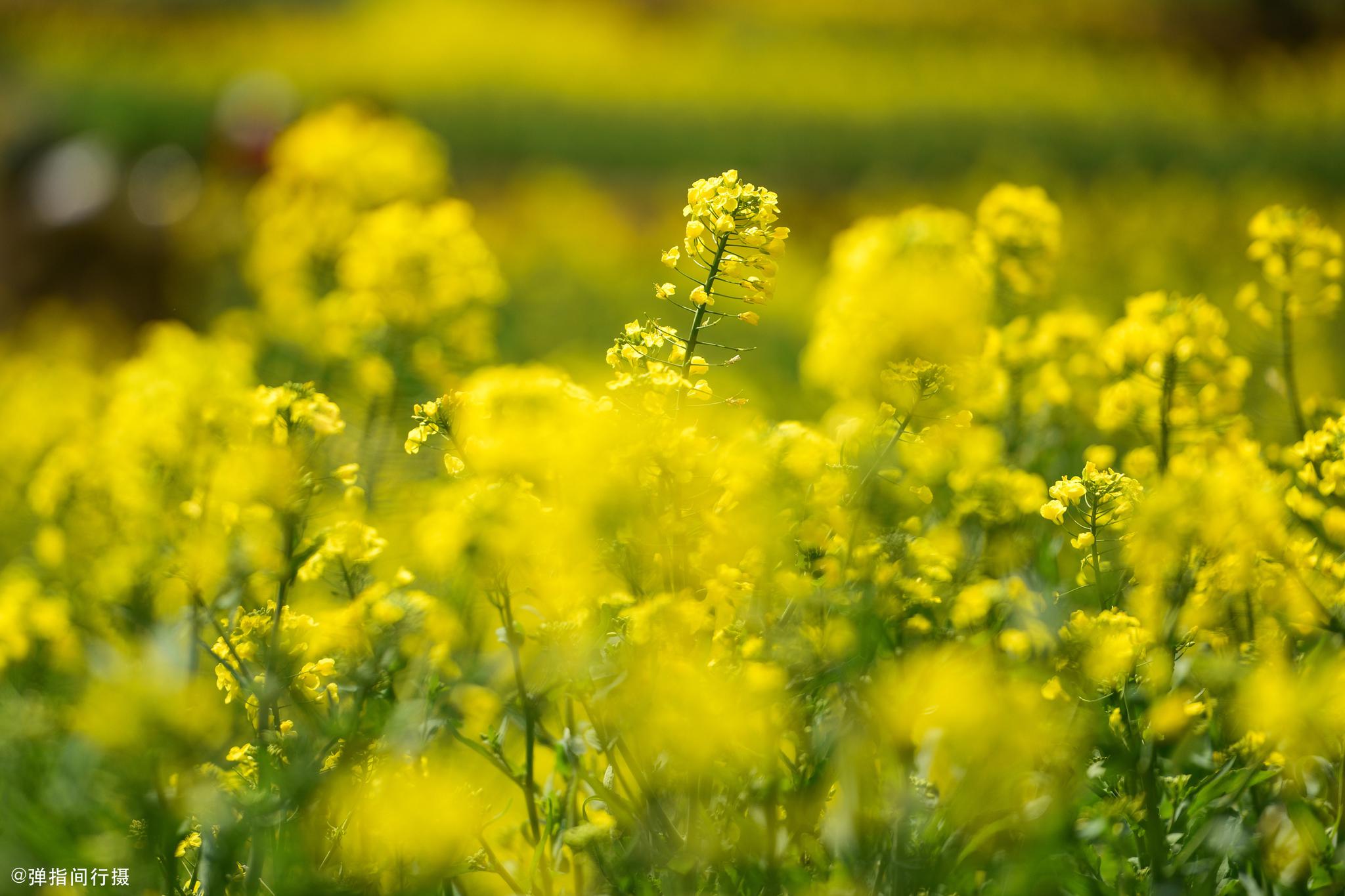 婺源最美春色在哪里江岭万亩油菜花田最迷人