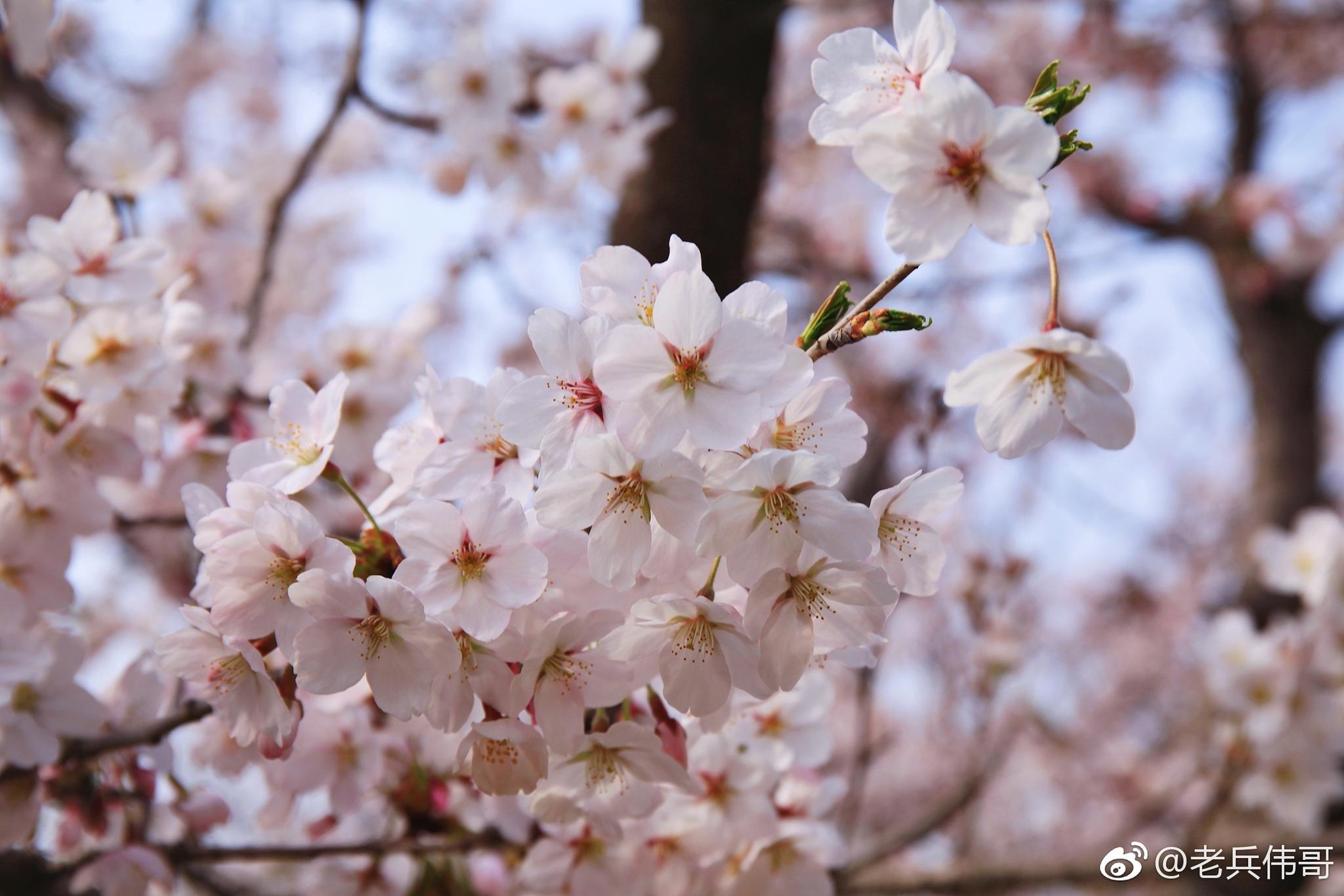 从劳动园,植物园到龙王塘,从旅顺樱花大道,博物馆四周到旅顺203樱花园