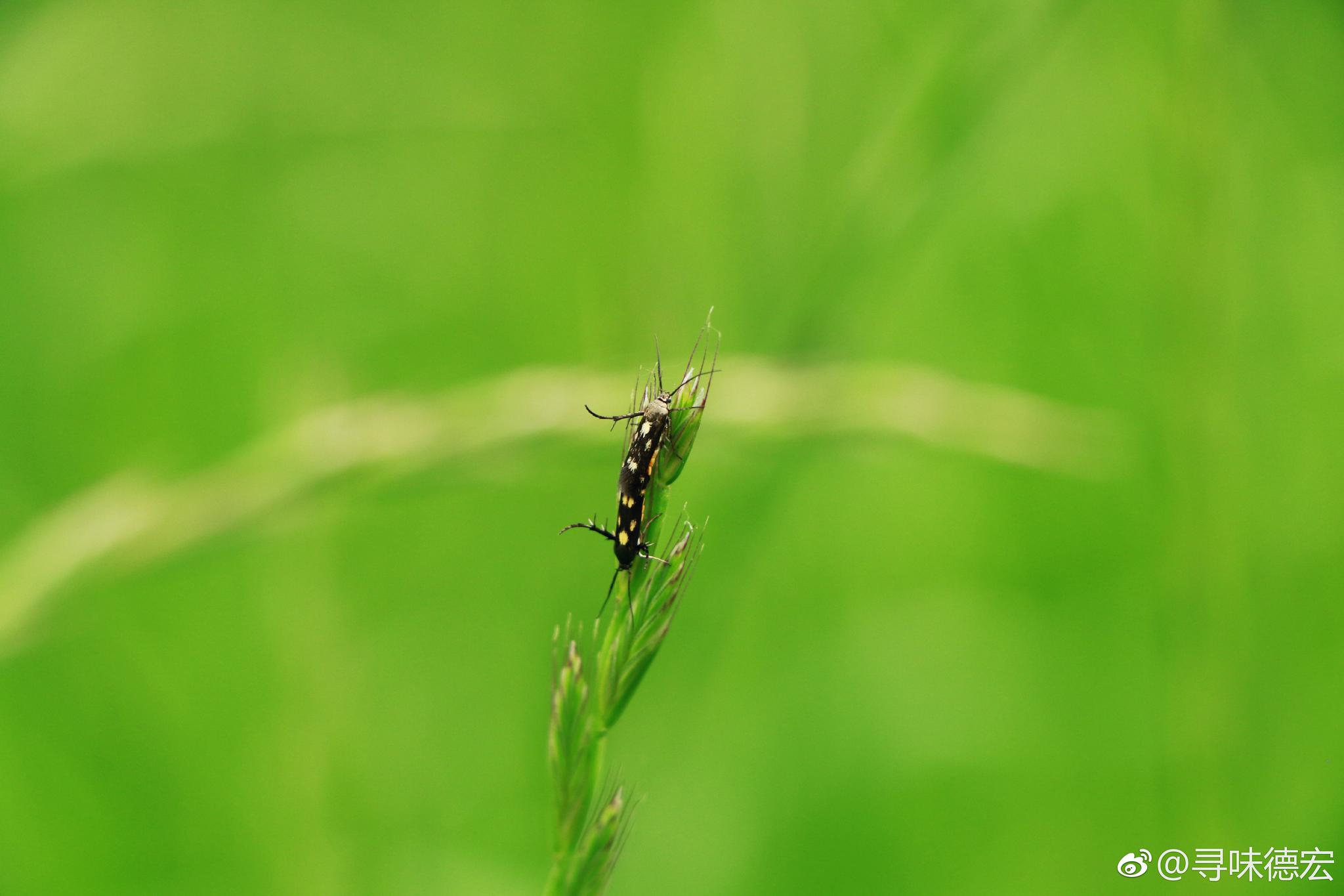微虫物语,每一个都是明星|虫虫|荞麦|明星_新浪新闻