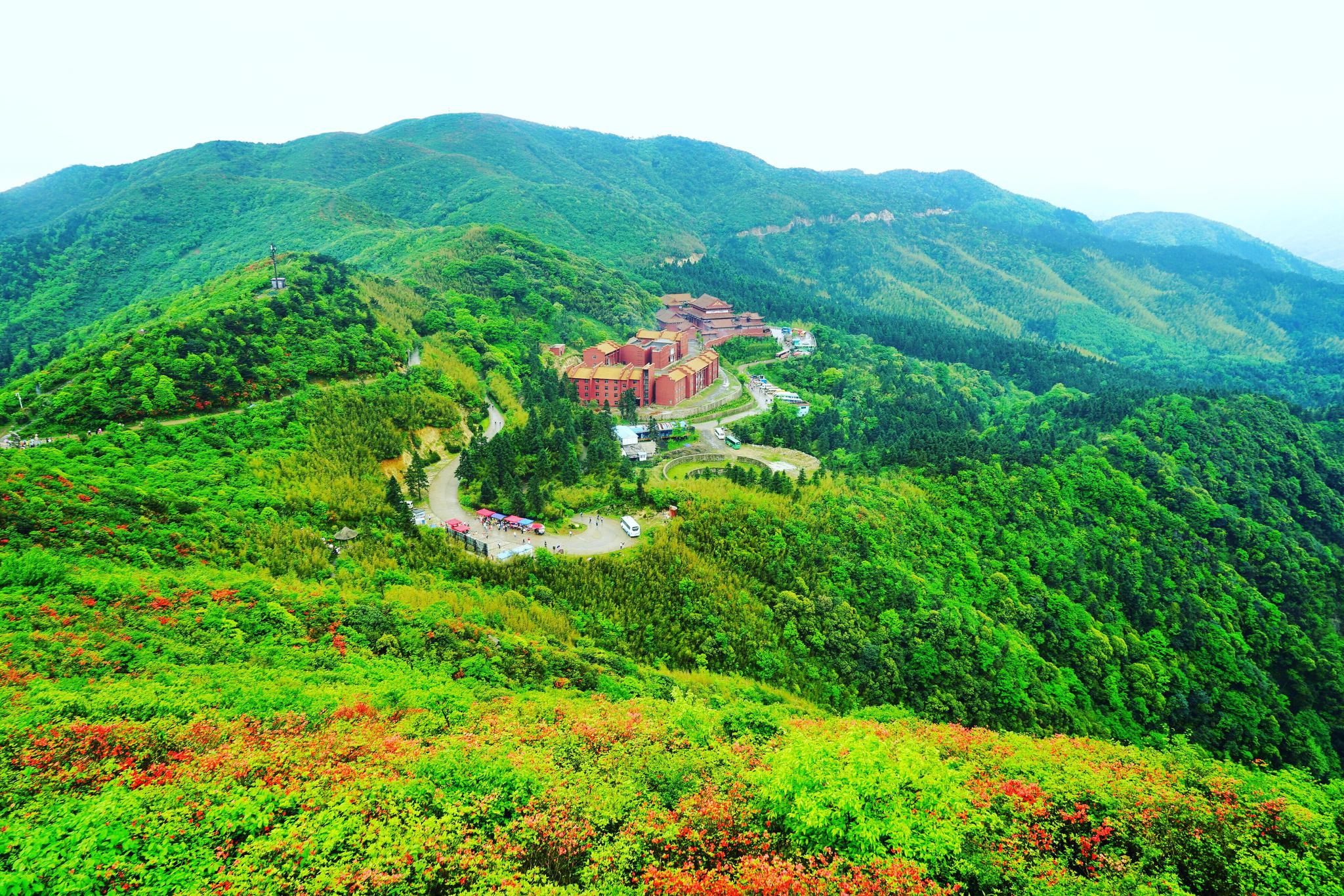 湖南永州阳明山中国最大的野生杜鹃花基地曾创吉尼斯世界纪录