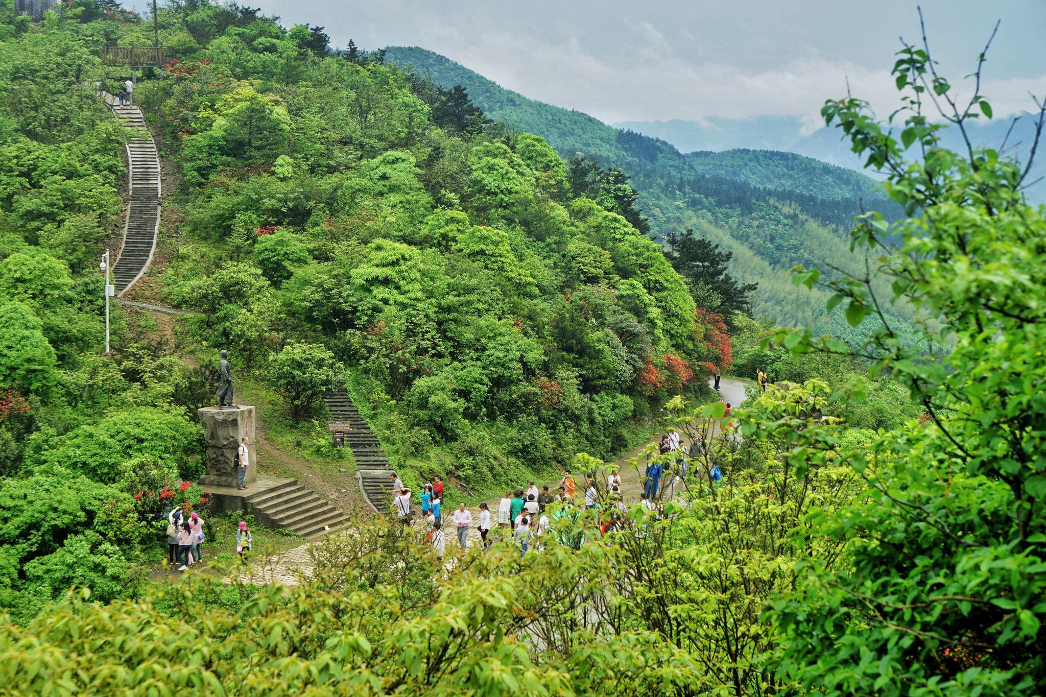 湖南永州阳明山:中国最大的野生杜鹃花基地,曾创吉尼斯世界纪录
