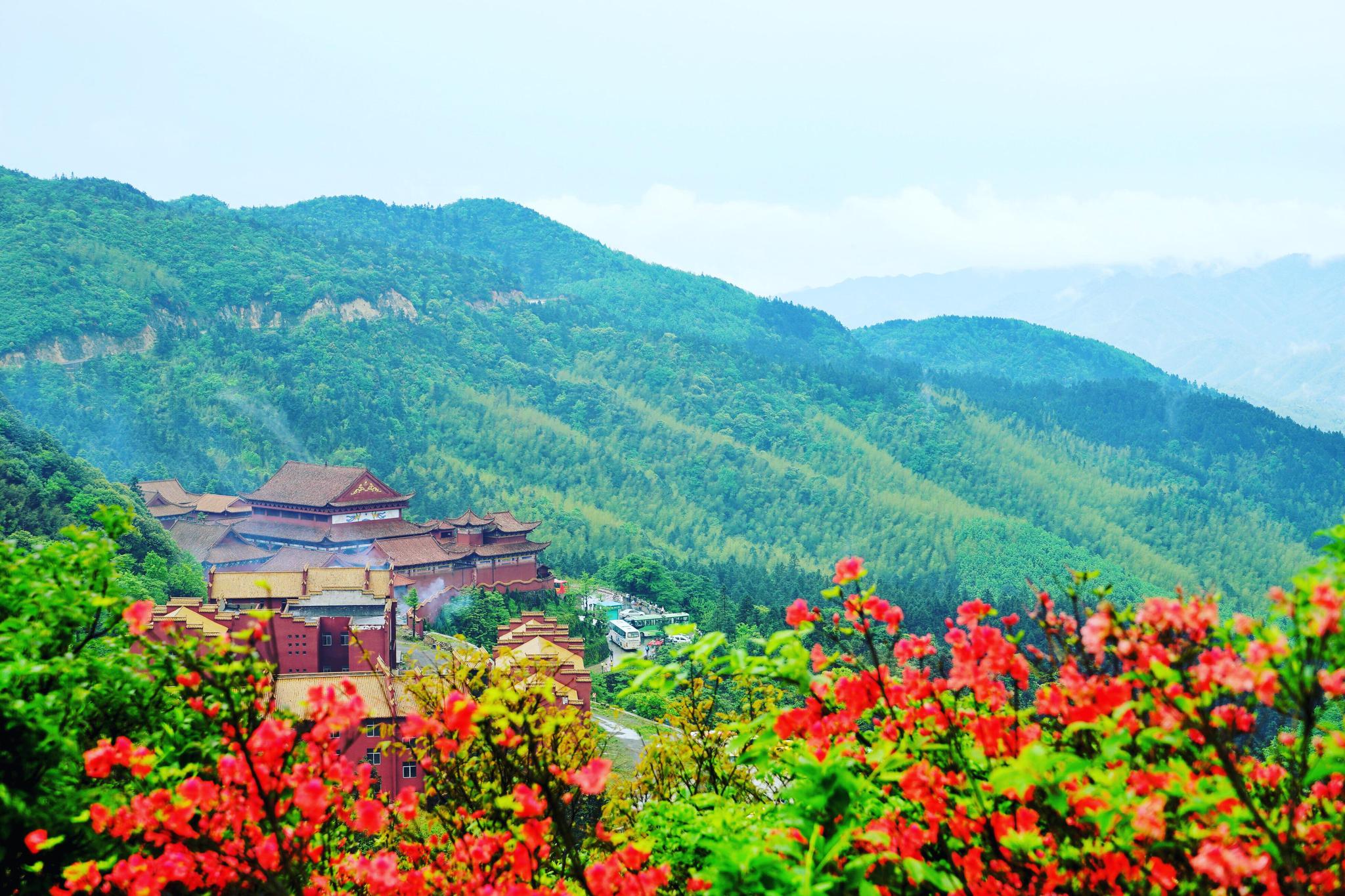 湖南永州阳明山中国最大的野生杜鹃花基地曾创吉尼斯世界纪录