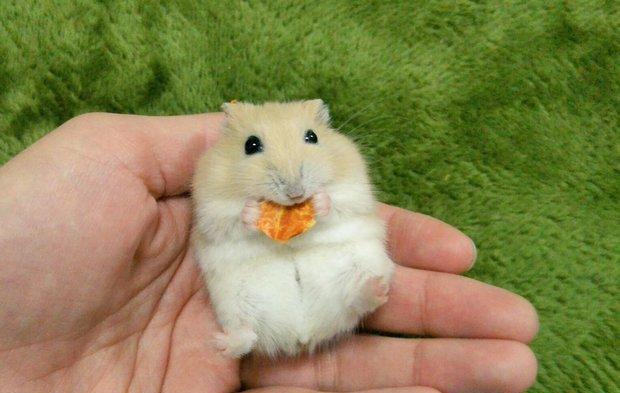 日本小仓鼠身穿"河童装"呼呼大睡,可爱模样萌翻了