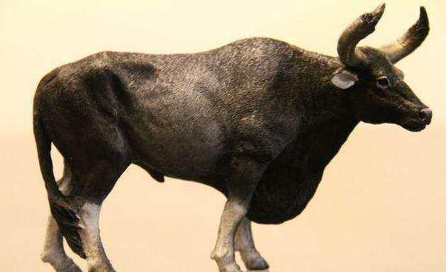 真正的野牛,正面临灭绝——林牛