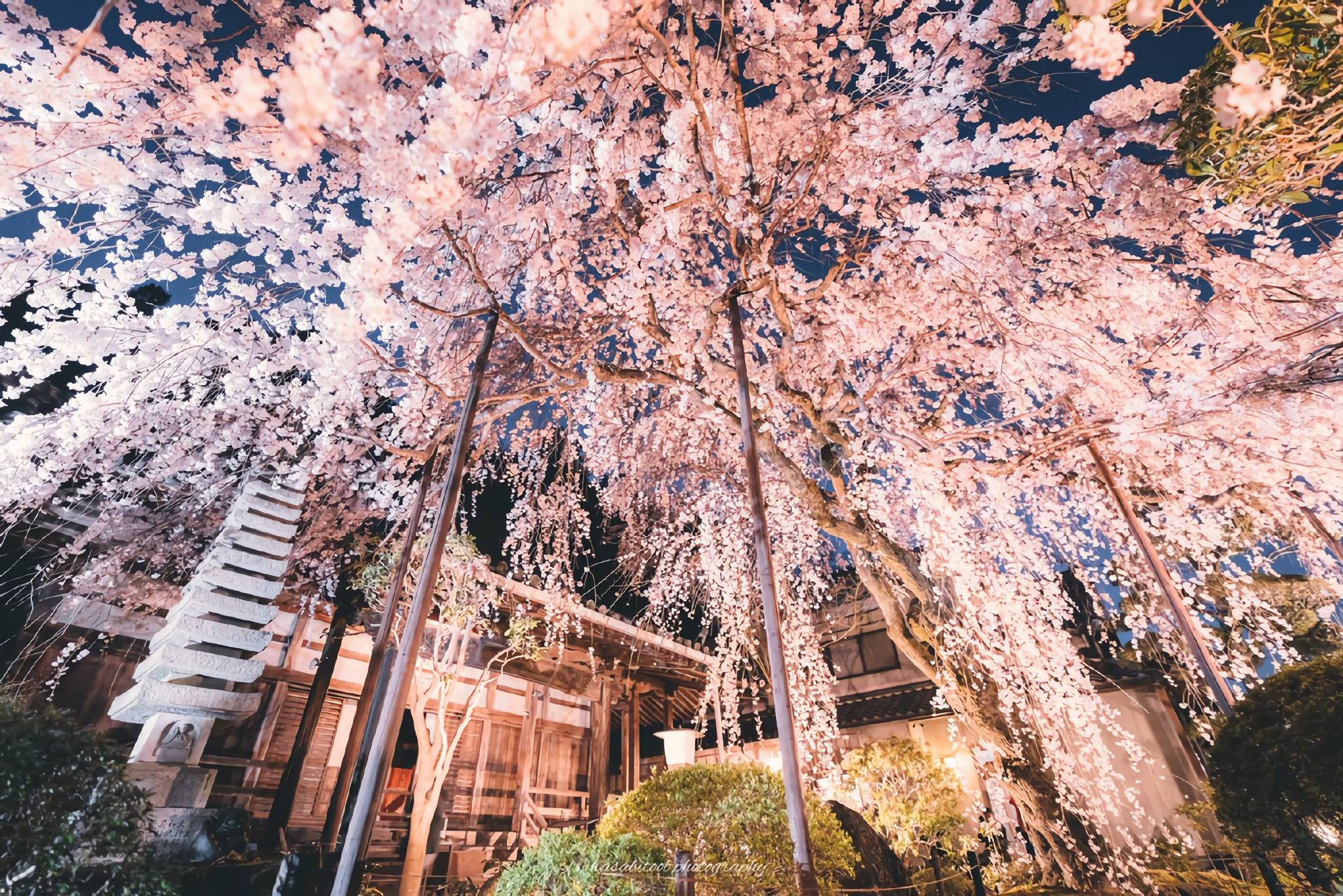日本奈良县吉野山以樱花而闻名春天来时粉红色的樱花开满山野