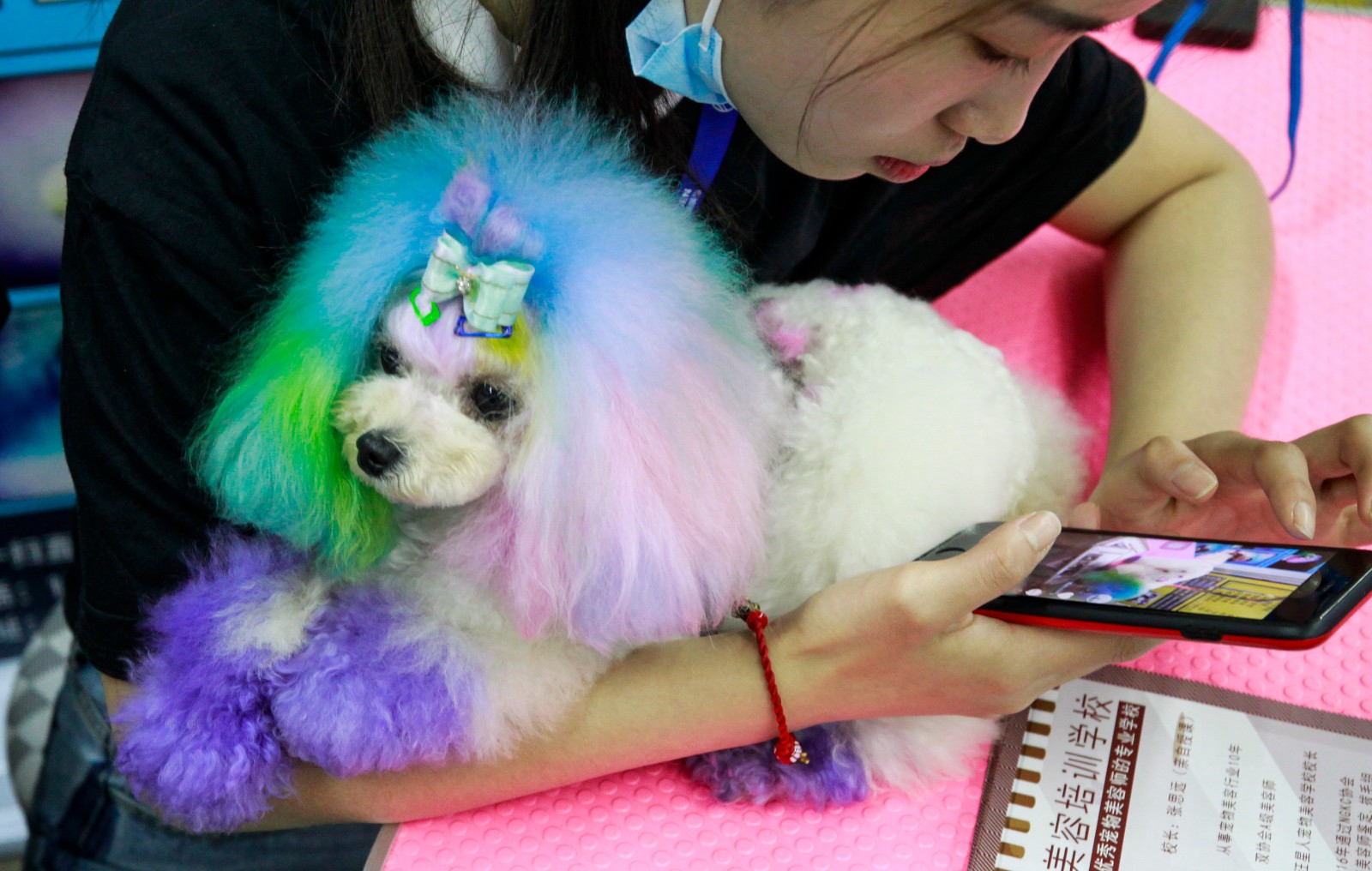 沈阳举办宠物选美大赛 众猫狗盛装亮相拼妆容