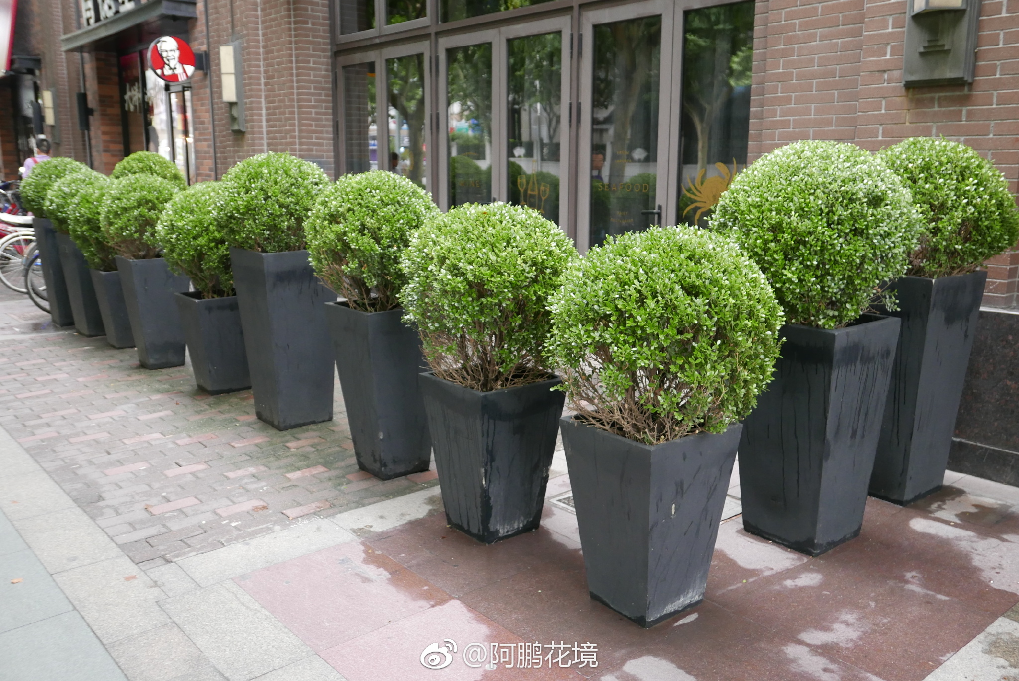 球球,小叶黄杨球