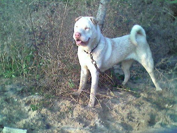 "中华名猎"潮汕大头犬:亟待拯救的本土犬种,比大熊猫还要珍贵