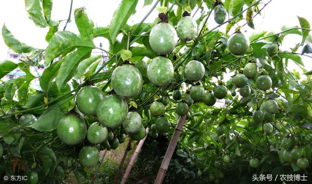 盆栽百香果怎么种植才好?盆栽百香果的播种方