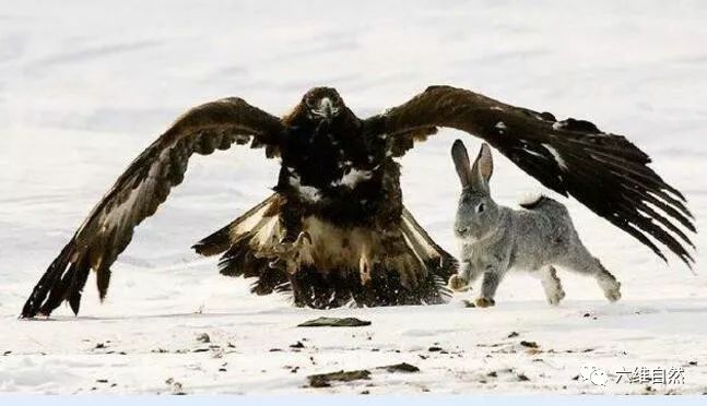 兔子蹬鹰的绝技还没用上,兔子一个急转就摆脱了猎鹰追捕