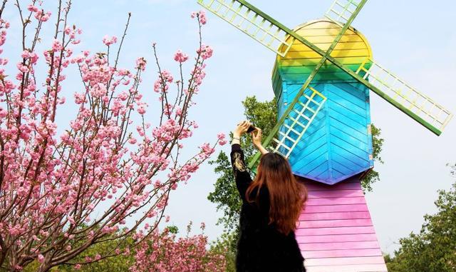 春暖花开盈香生态园迎来最美樱花季