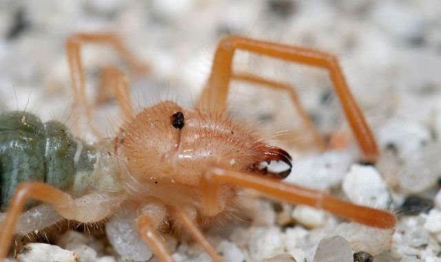 地球上最大的食人蛛, 能杀死骆驼, 曾给驻伊拉克美军带来极大麻烦