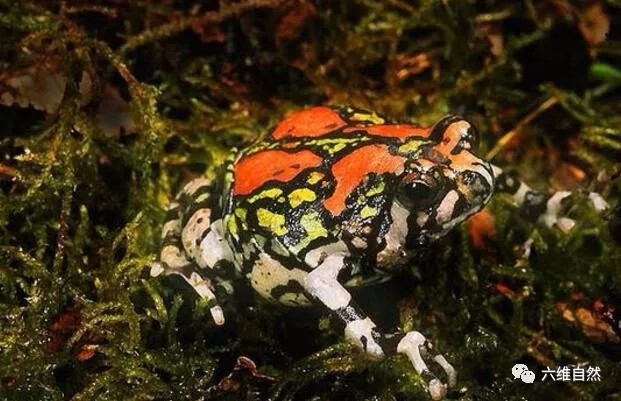 被称为彩虹蛙的红犁足蛙颜色得有多鲜艳