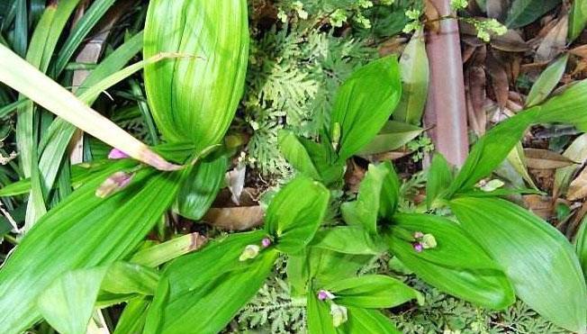 农民在山里种植这种白鸡虽然幸苦3年之后却能年入百万