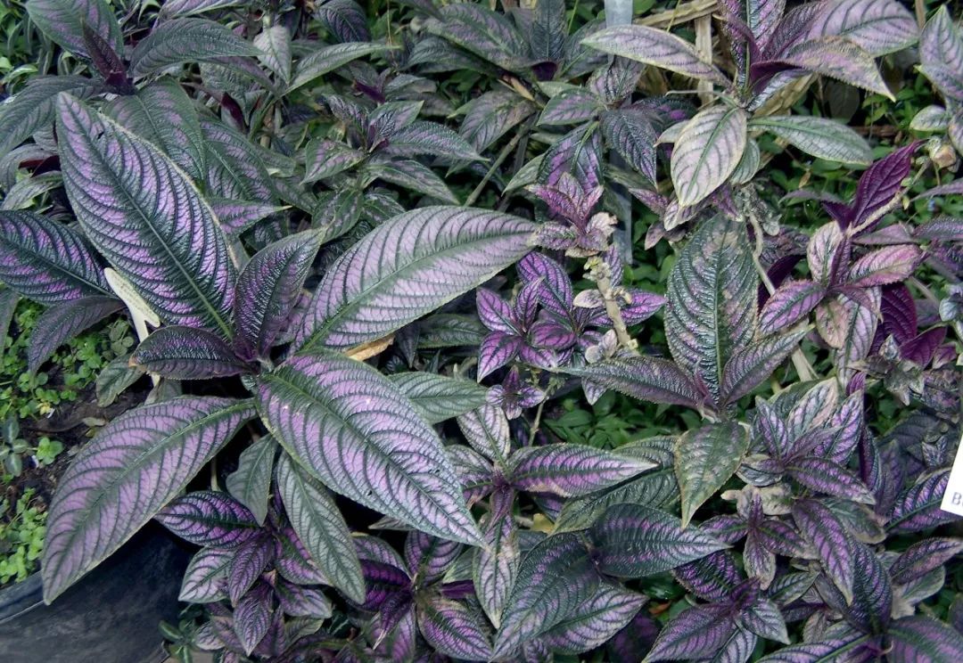 9种观赏性特别好的观叶植物,叶片比观花植物还美