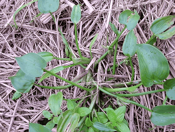 农民恨之入骨的鸭舌草却不知炖肉很好吃水田里常见