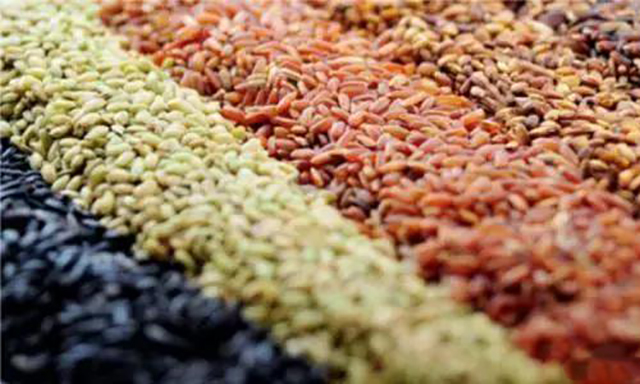 她把稻米种出了五种颜色,每斤米售价超过20元,是普通米的4倍