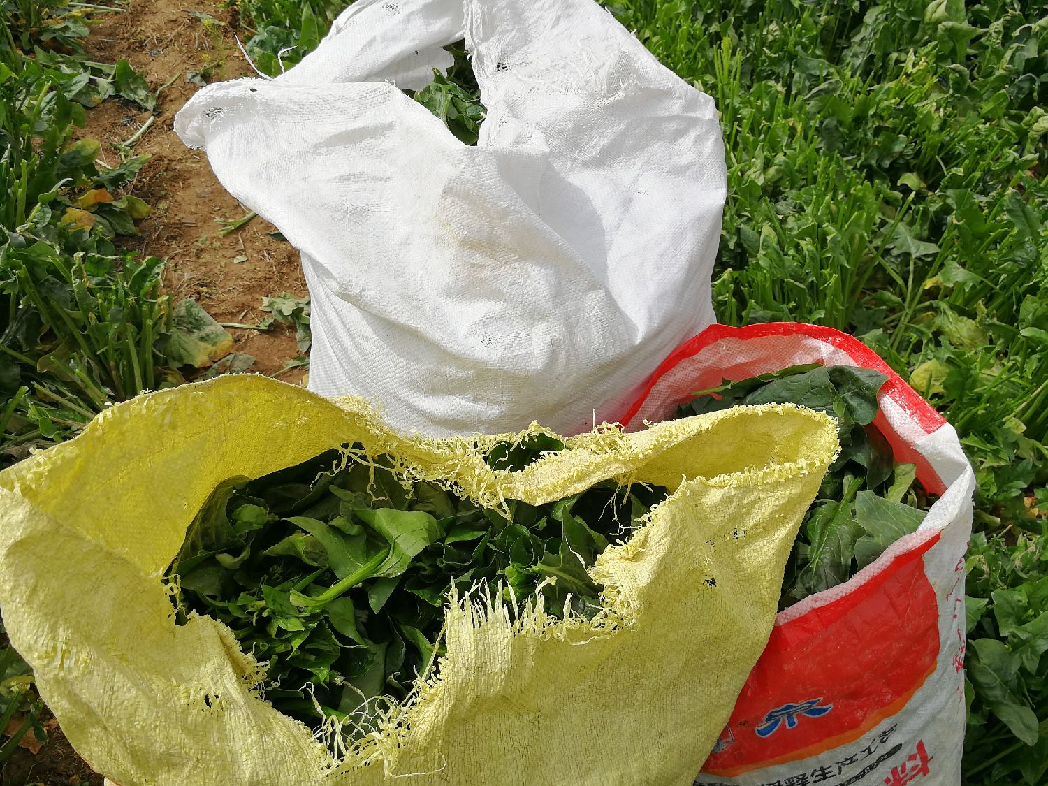 农村大妈摘菜叶一斤一毛钱有大妈不愿错过挣钱机会带孩子打工