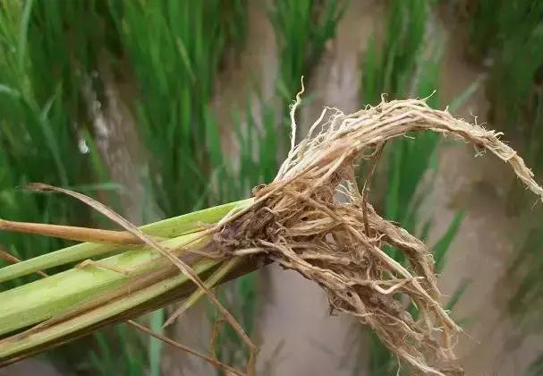 近期雨水偏多,水稻易诱发赤枯病,不会控防减产30%!