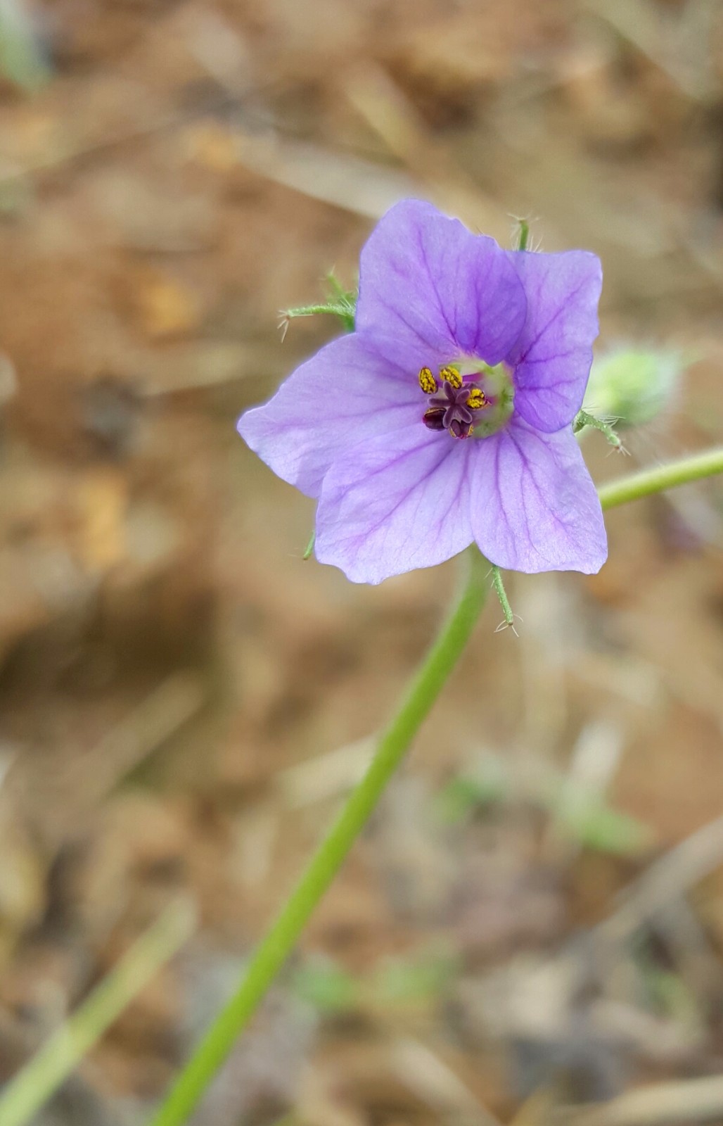 植物百科四十八牻牛儿苗