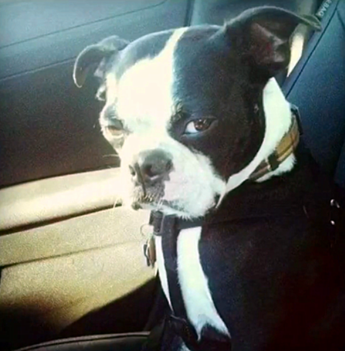 狗狗犯错后的表情,有的卖萌,有的霸气,有的认怂,但哈士奇却