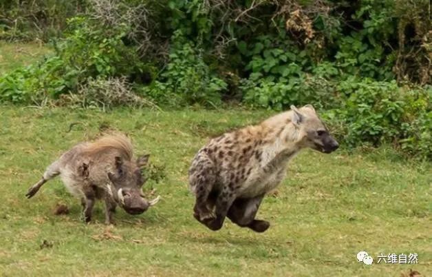 鬣狗活吃疣猪图片