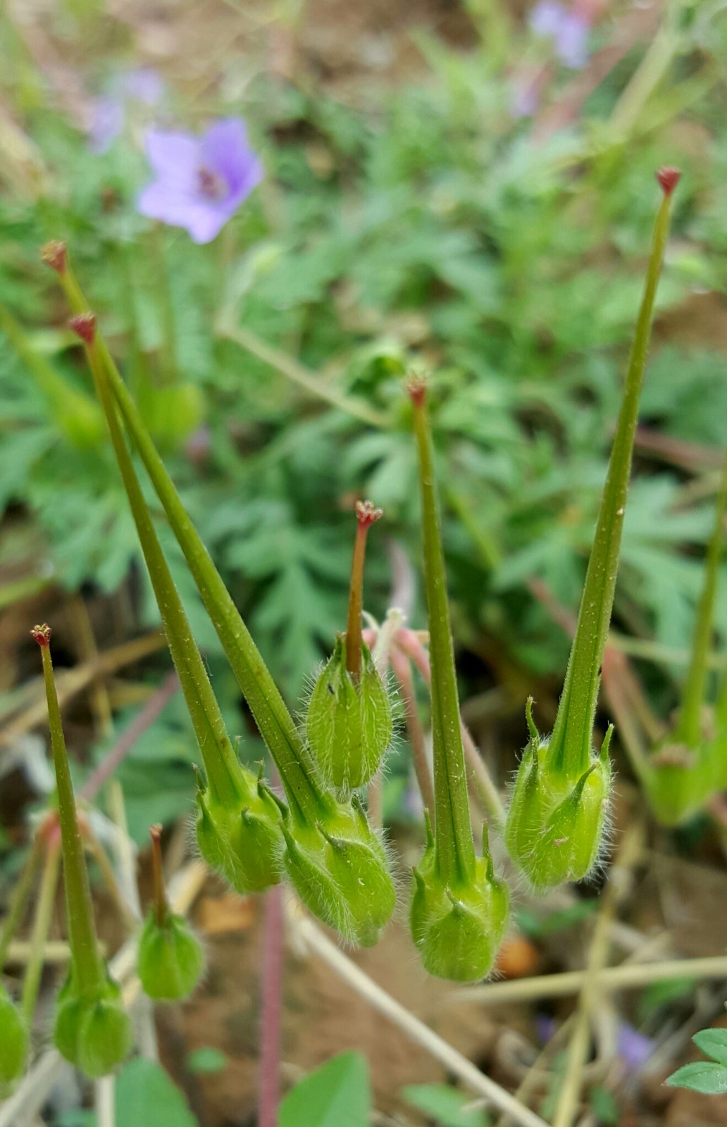 植物百科四十八牻牛儿苗