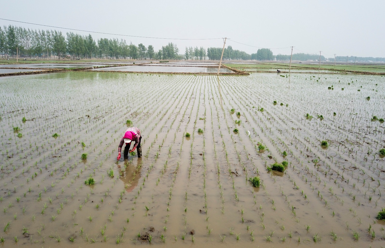 沈阳水稻插秧正式开启机械化让农民成为配角