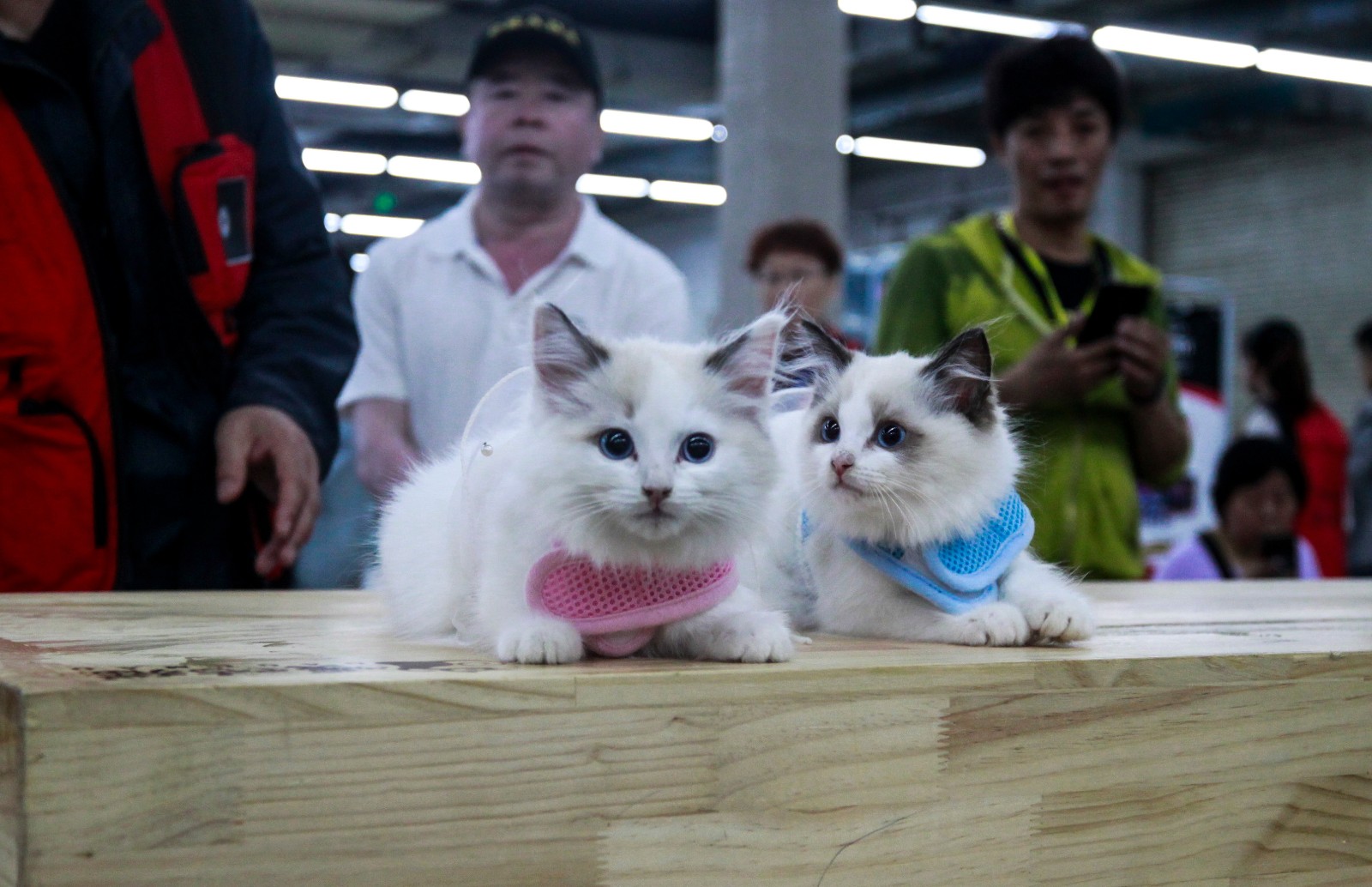 沈阳举办宠物选美大赛 众猫狗盛装亮相拼妆容