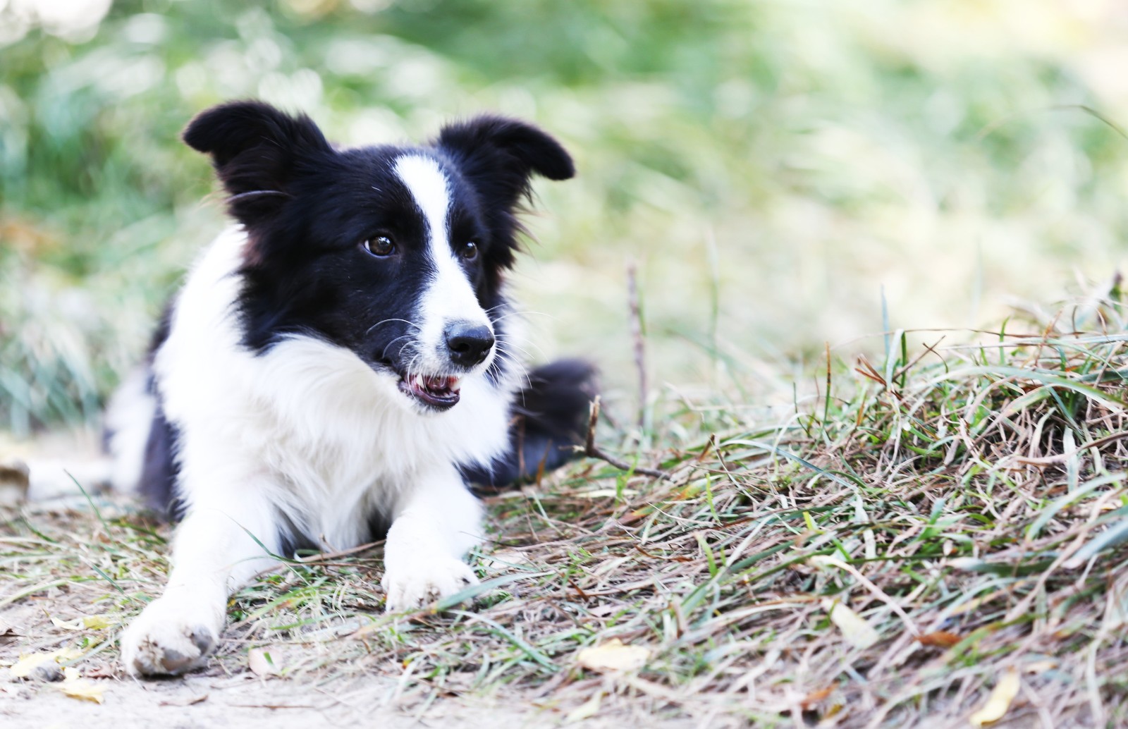 明星狗狗边境牧羊犬聪明机智过人