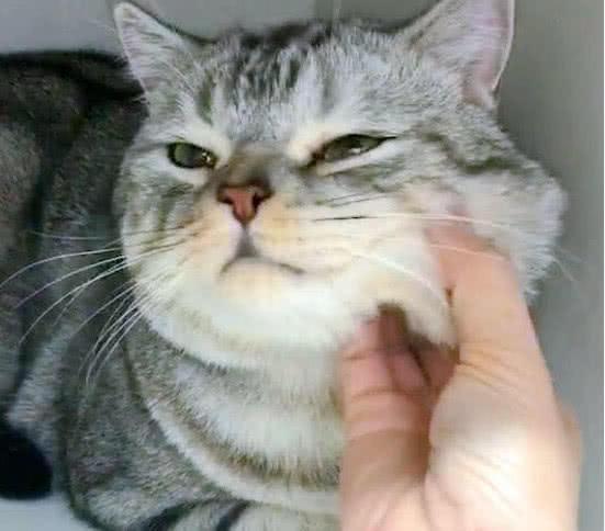 一脸不爽的肥猫,被主人捏了一下脸后,嘴巴一咧,笑开了花