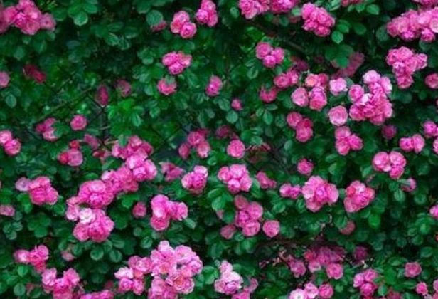 让人会上瘾的2种爬藤花,一开花,家里就变成了微型花园!