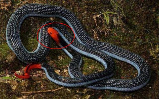 如果看到冰火蛇一定要转身马上逃跑!中了它的招将会让你求死不能