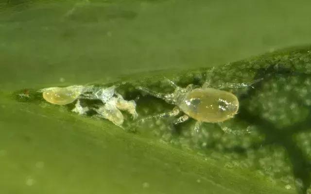 虫虫大战 以虫治虫的绿色技术|绿色技术|叶螨|虫_新浪新闻