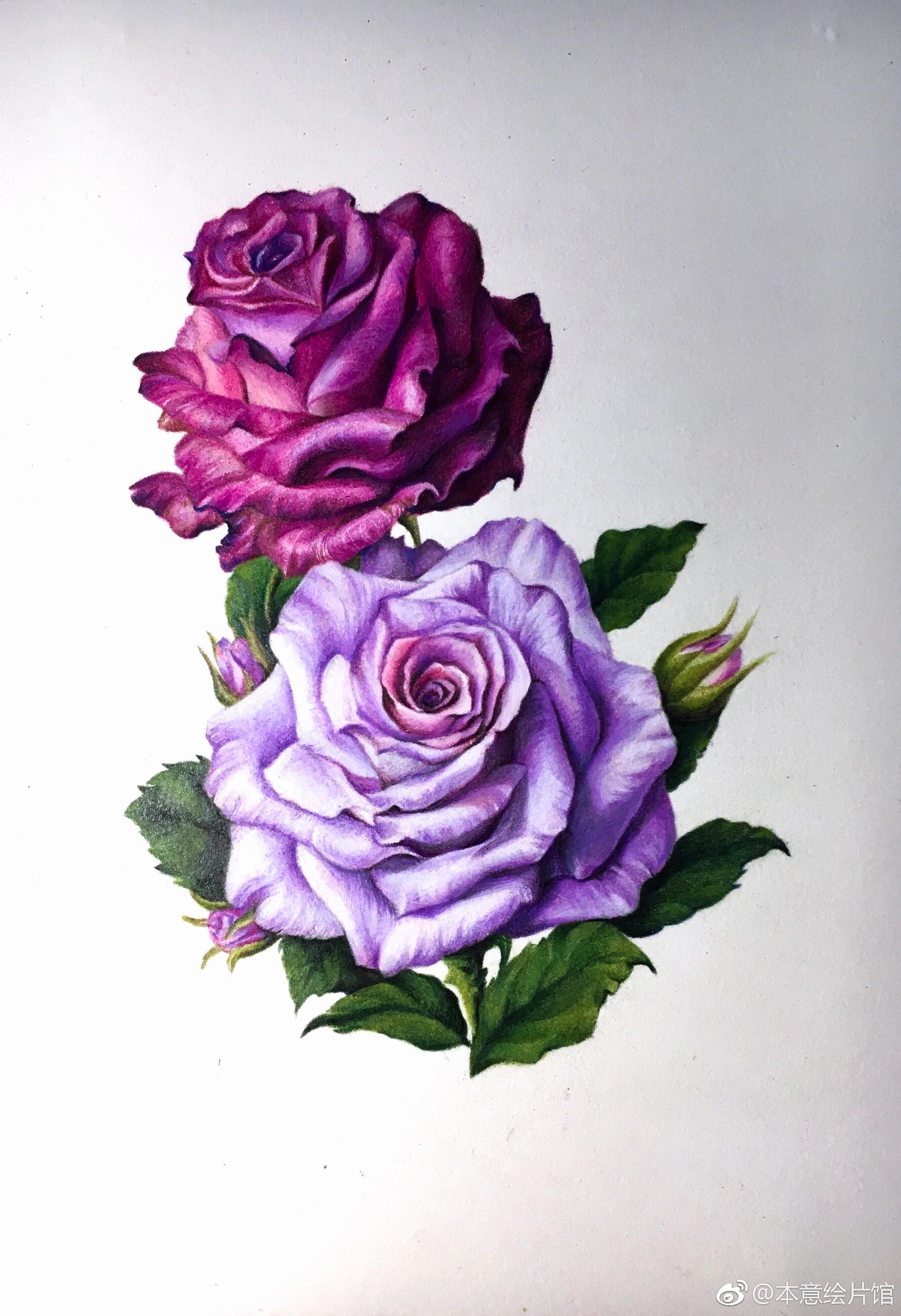 彩铅玫瑰过程一组绘画