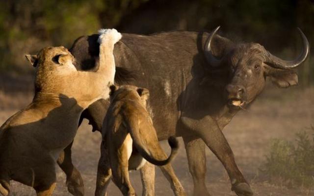 这只小水牛很显然已经是迷路了不知道自己该往哪里走的时候