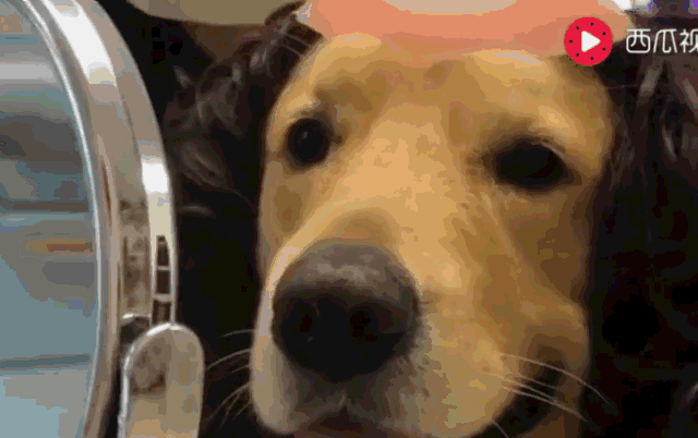 主人给金毛做新发型,狗狗本来满怀期待,一照镜子笑容逐渐消失