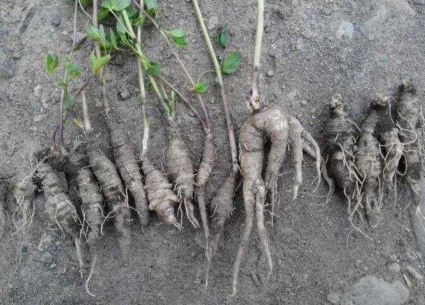 这种"山胡萝卜",堪称女性之友,如今卖到60块钱一斤