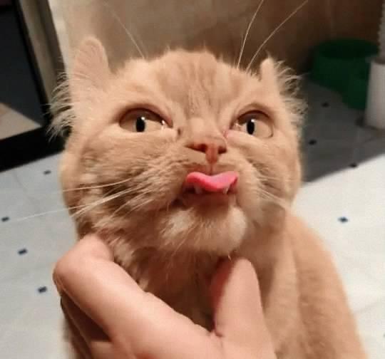 第一见到长着小虎牙的橘猫,你是要返祖当回小脑斧吗?