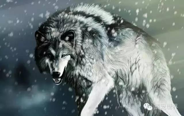 俄罗斯9岁小魔女养恶狼当宠物,5年后发生了巨大变化